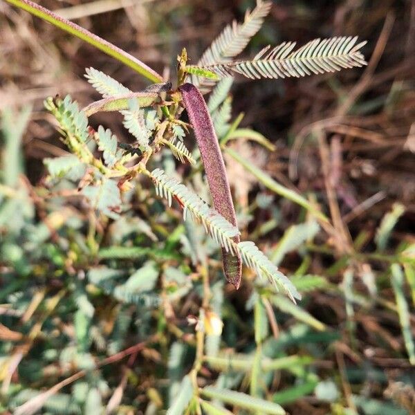 Chamaecrista mimosoides Frukto