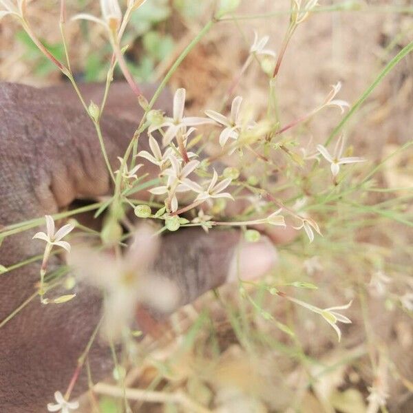 Kohautia tenuis Flower