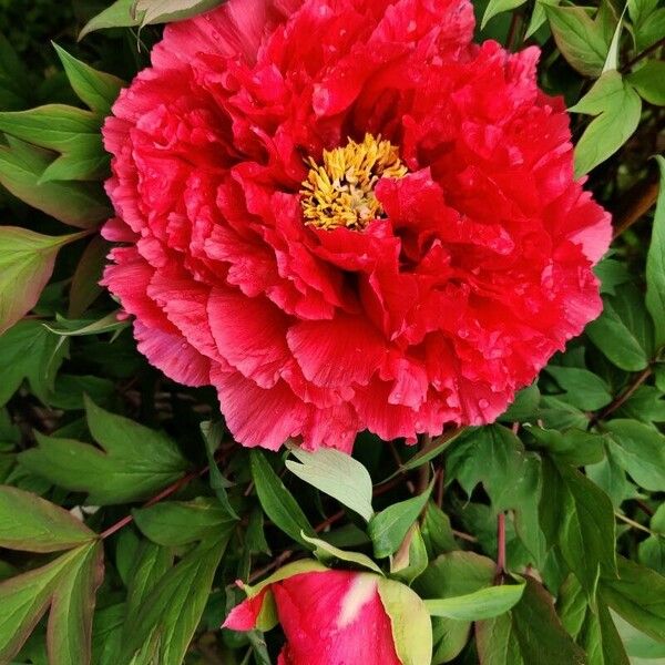 Paeonia × suffruticosa Кветка