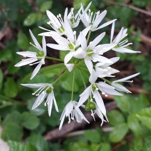 Allium ursinum Kvet