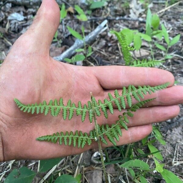 Dennstaedtia punctilobula Lapas