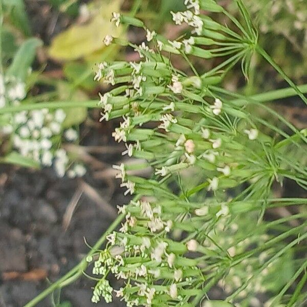 Falcaria vulgaris Fruit