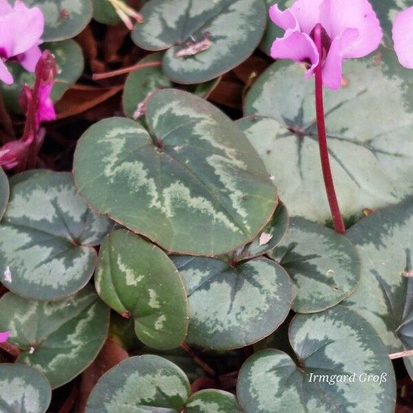 Cyclamen coum Leaf