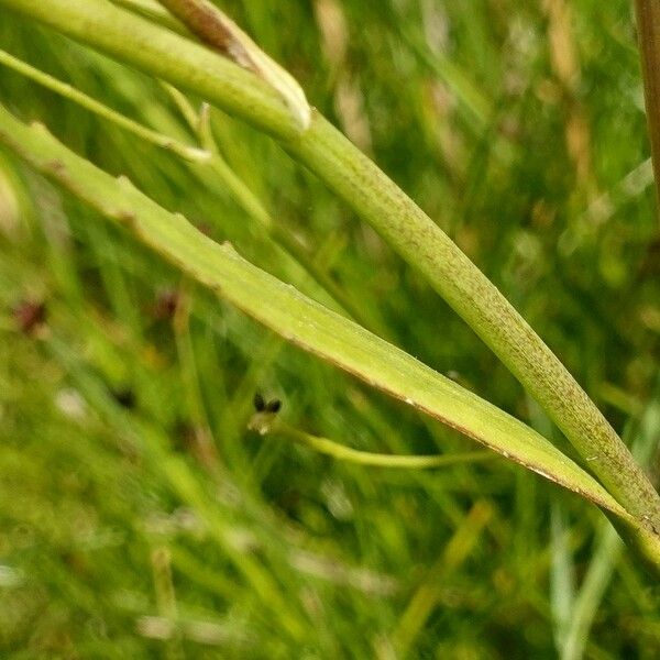 Ranunculus flammula Leaf