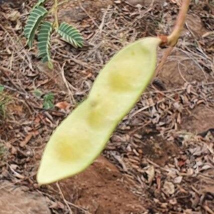 Acacia thomasii 果実