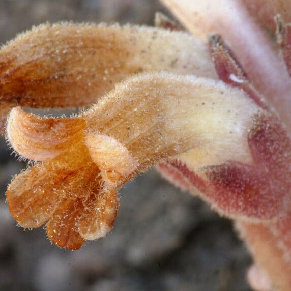 Orobanche fasciculata Bloem