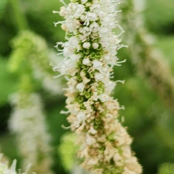 Mentha × rotundifolia Flower