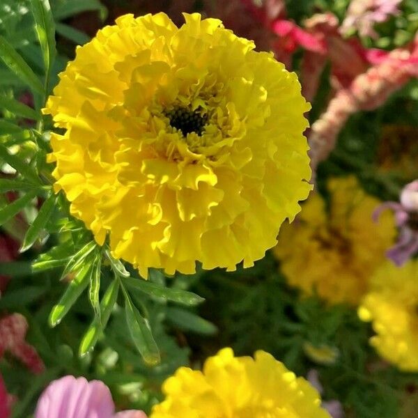 Tagetes erecta Flower