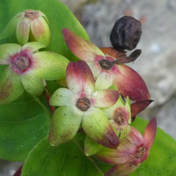 Hypericum androsaemum फल