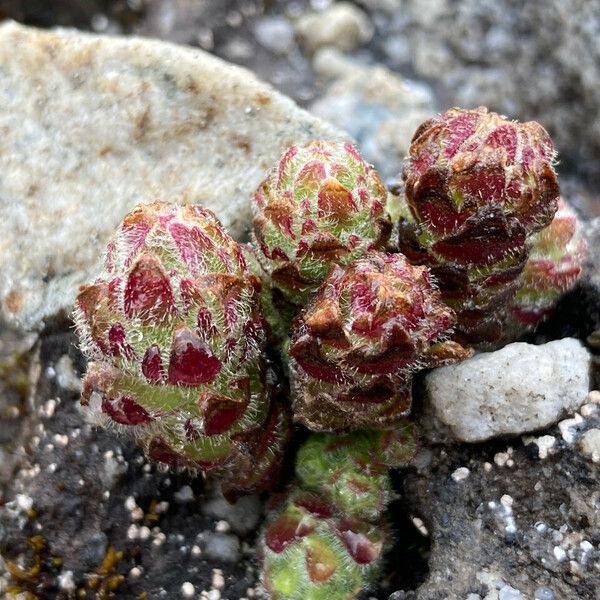 Castilleja paramensis Hoja