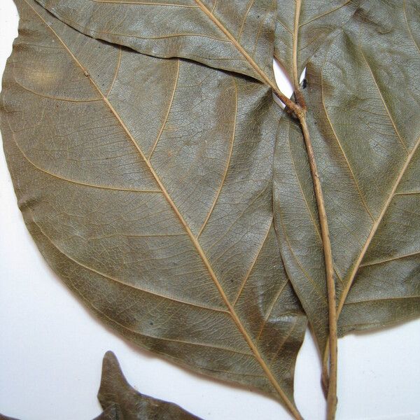 Guarea silvatica
