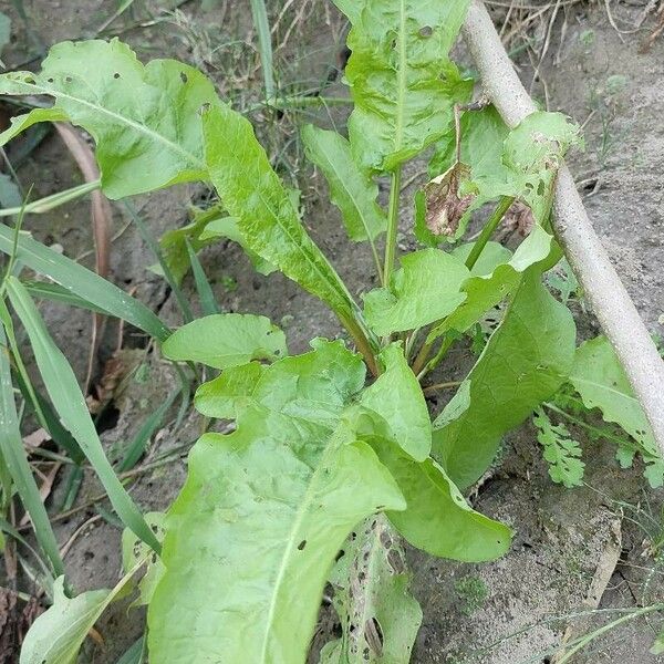 Rumex patientia Прочее