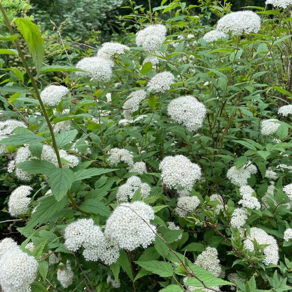 Spiraea miyabei