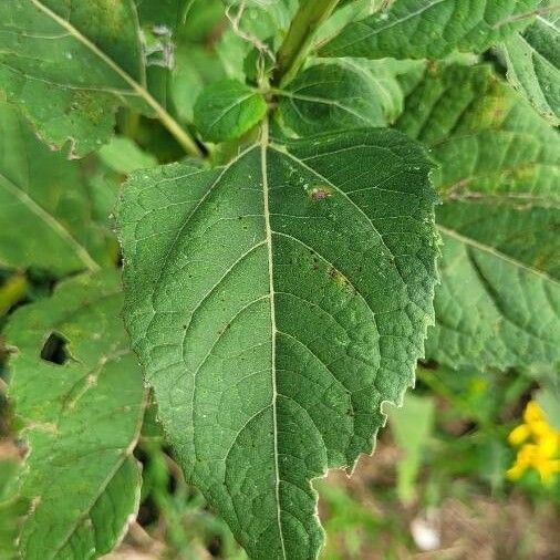 Verbesina occidentalis Blatt