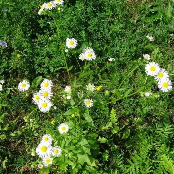 Erigeron annuus Blüte