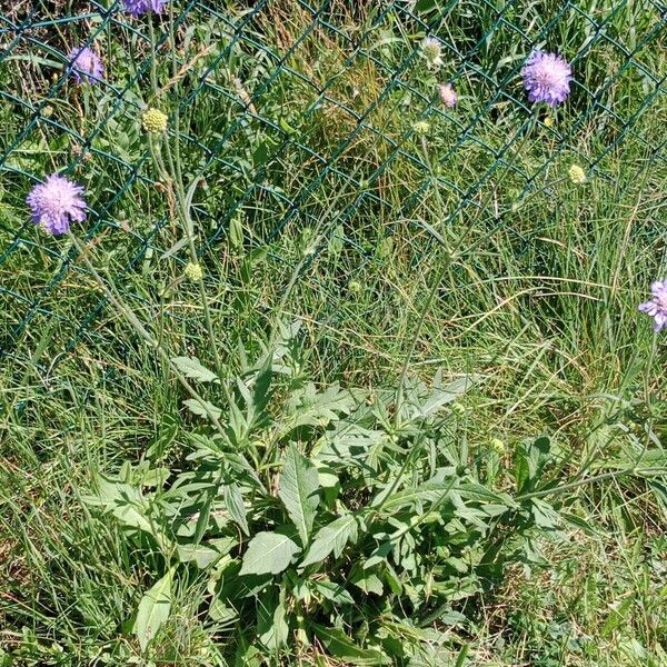 Knautia arvernensis Hàbitat