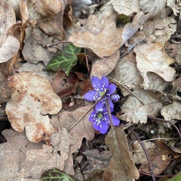 Hepatica nobilis Fiore