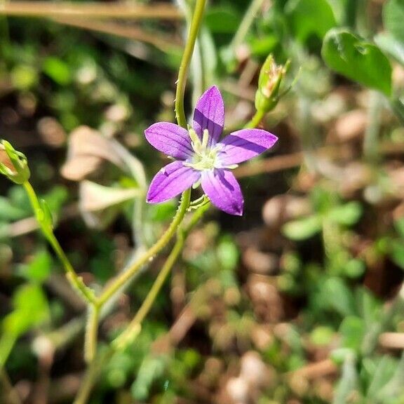 Triodanis perfoliata Flor