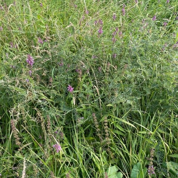 Stachys palustris Hábito