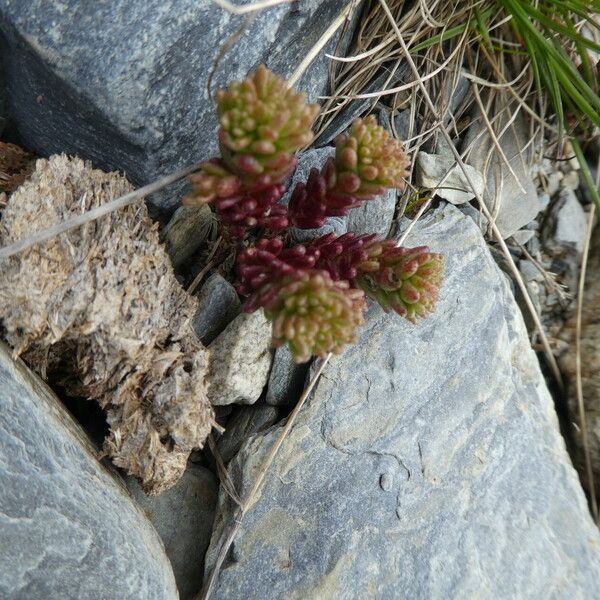 Sedum annuum Habitus