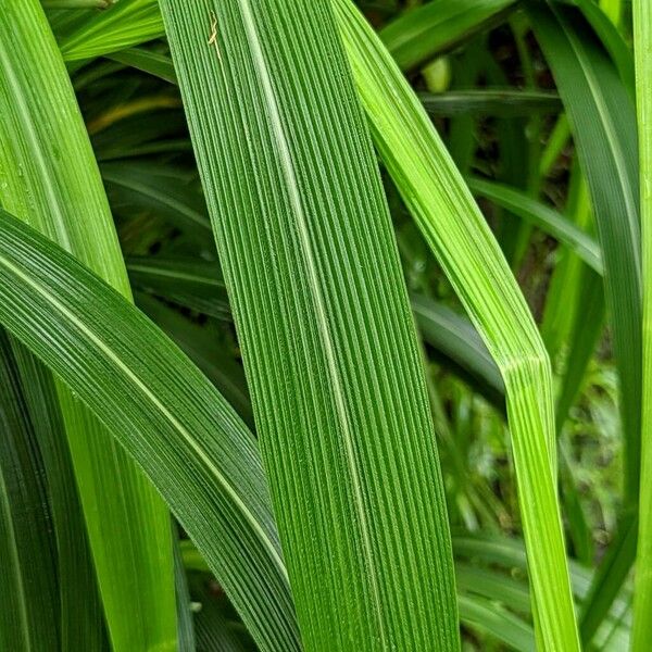 Setaria palmifolia पत्ता