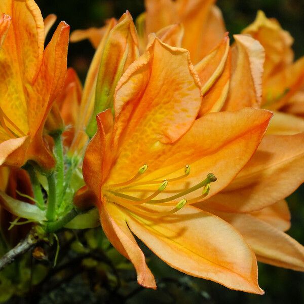 Rhododendron japonicum Flower