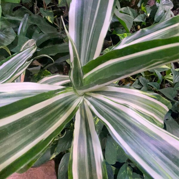 Dracaena fragrans List