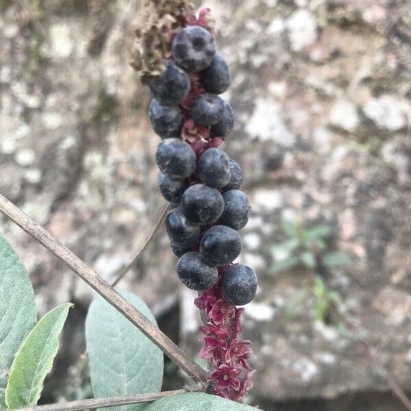 Phytolacca octandra Фрукт