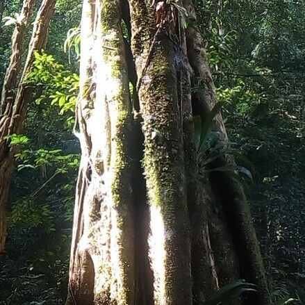 Ficus religiosa 形態