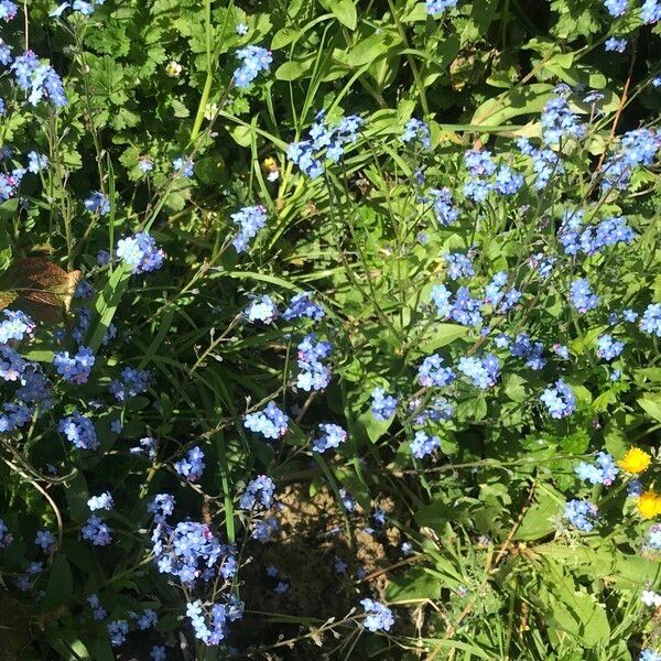 Myosotis asiatica Blodyn