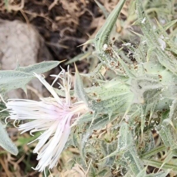 Carthamus dentatus Квітка