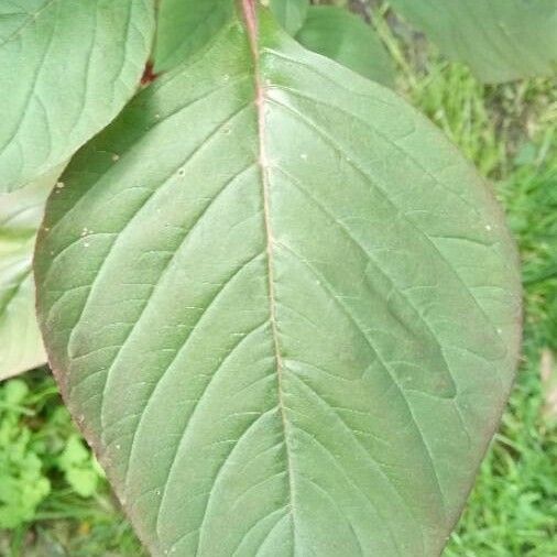 Amaranthus caudatus Leaf