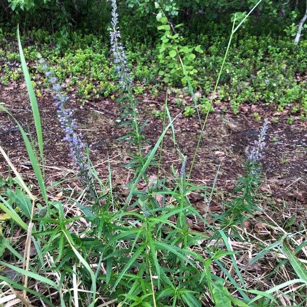 Veronica longifolia Celota