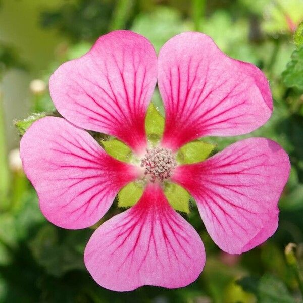 Anisodontea capensis Fleur