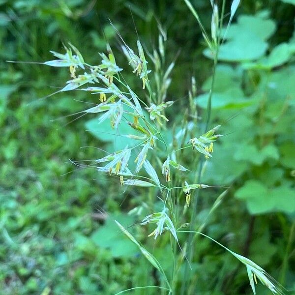 Avenula pubescens Lorea