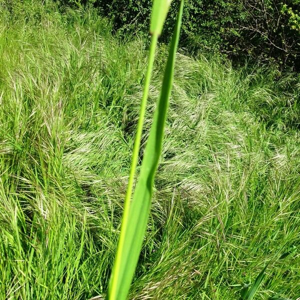 Bromus diandrus Lehti