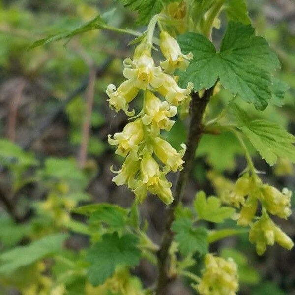 Ribes americanum Cvet