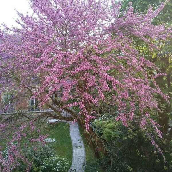 Cercis siliquastrum पत्ता