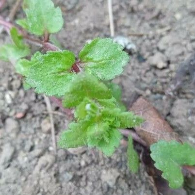 Veronica agrestis Leaf