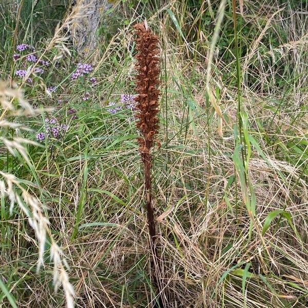 Orobanche elatior Blodyn