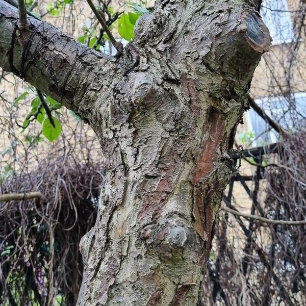 Malus spectabilis Bark