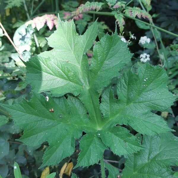 Heracleum sibiricum Leaf