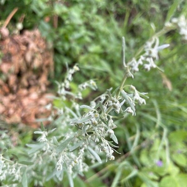Artemisia ludoviciana Hostoa