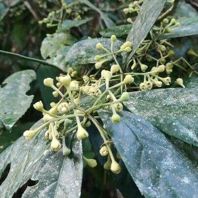 Quercus glauca Flower