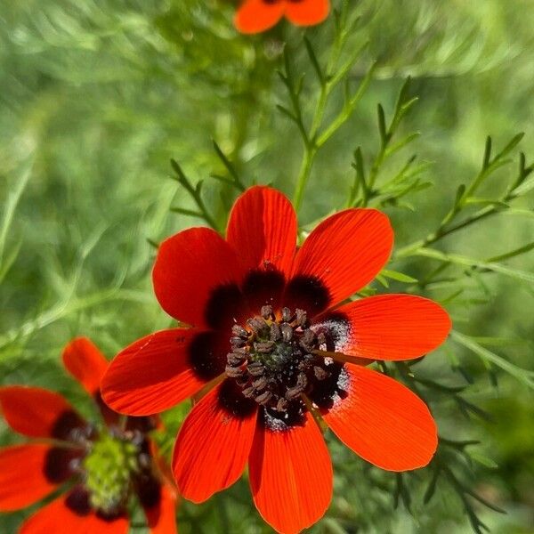 Adonis aestivalis Flower