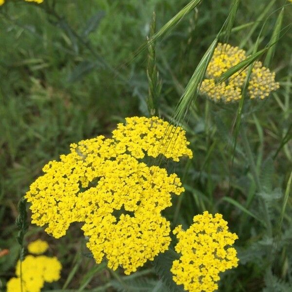 Achillea filipendulina ফুল