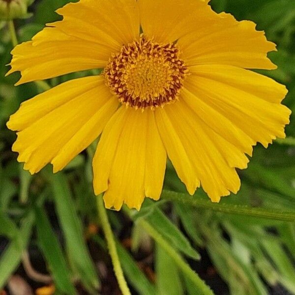 Coreopsis lanceolata Λουλούδι