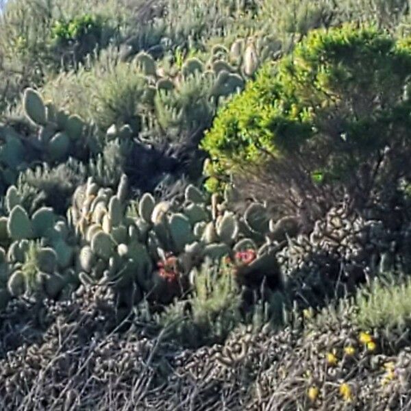 Opuntia oricola Blad