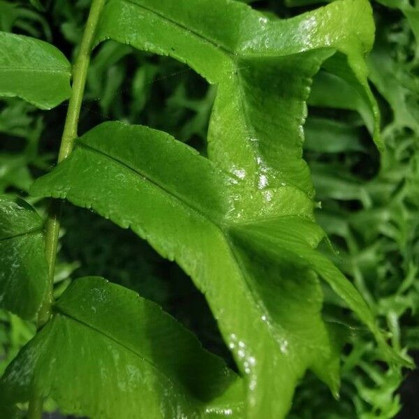 Nephrolepis falcata Leaf