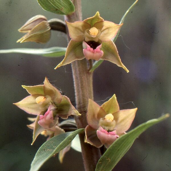 Epipactis kleinii Flower
